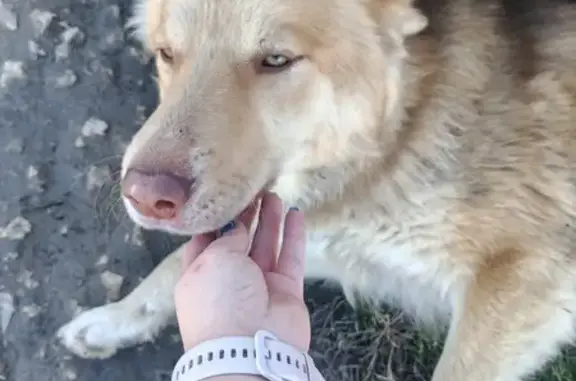 Найдена собака, Красный Курган, фото: Найдена собака, Садовая 52, Красный Курган