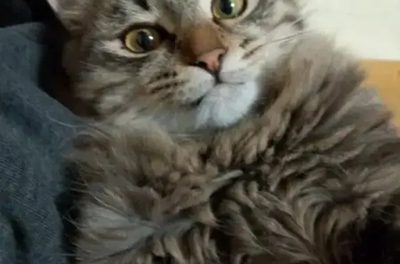 Кошки потеряшки, Нижнее Санчелеево, фото: Потеряшка кошка, ул. Бузыцкова, 68