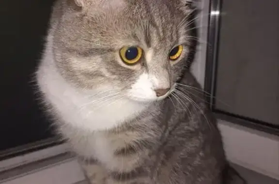 Кошки потеряшки, Новотроицк, фото: Потеряшка кошка, ул. Васильева 10, Новотроицк