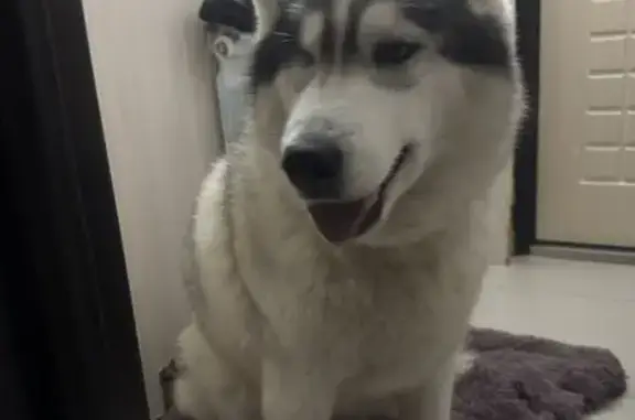 Найдена собака, Южно-Сахалинск, фото: Собака найдена, Бородина 9, Южно-Сахалинск