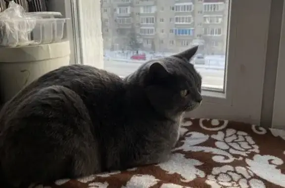 Пропала кошка Ерофей, Нягань, ул. 17