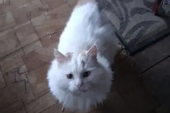 Найдена кошка, , фото: Кот найден: д. Холуденево, Раменский округ