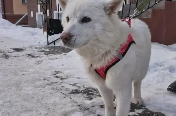 Собака найдена: Советская ул., Иркутск