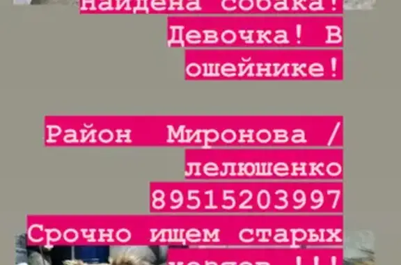 Собака найдена: ул. Лелюшенко, Ростов-на-Дону