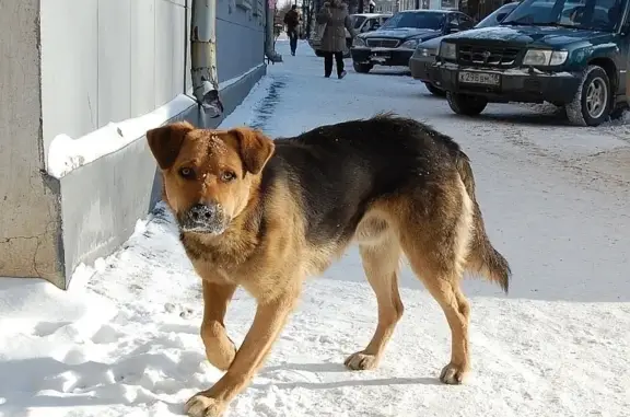 Пропала собака, ул. Гоголя 161, Бийск