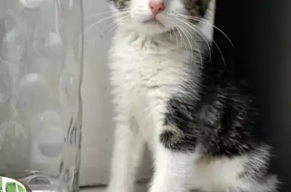 Потерянные животные Васильково, фото: Котенок пропал на ул. Гагарина, Калининград