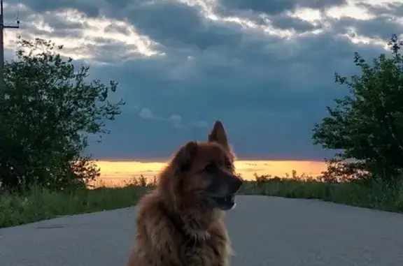 Пропала собака, Ульяновск, Ульяновская обл.