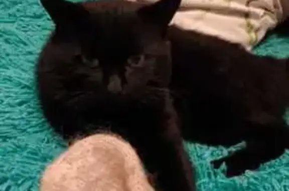 Кошки потеряшки, Алтайский край, фото: Потеряшка кошка, Черёмное, Алтайский край