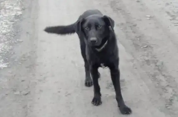 Собака найдена в хуторе Веселый!