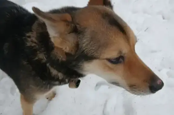 Собака найдена: Лужская ул., 1, Новоподрезково