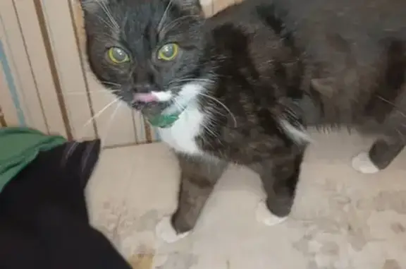 Найдена кошка, , фото: Кошка найдена на Железнодорожной ул.