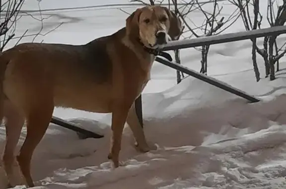 Пропала собака в Карачеве, Брянская обл.