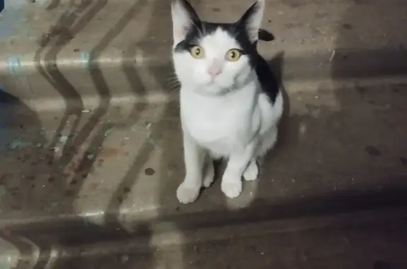 Найдена кошка, Тамбов, фото: Котик найден: Рязанская ул., Тамбов