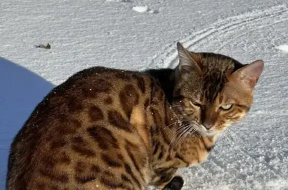 Пропала бенгальская кошка, Смоленская обл.