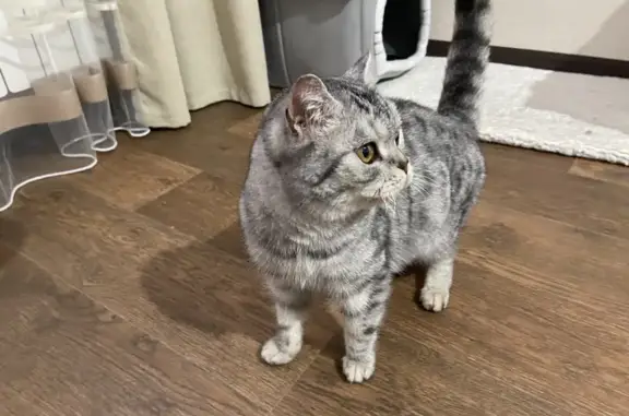 Кошка найдена: Клубный пер., Нижневартовск