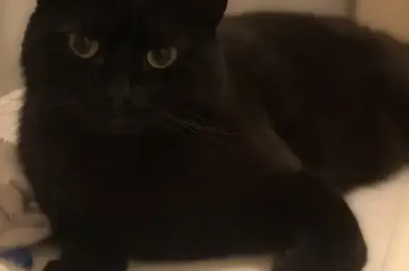 Кошки потеряшки, , фото: Потеряшка кот, ул. Лукина, 37, Казань