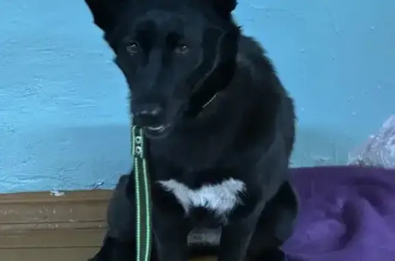 Собаки потеряшки, Ангарск, фото: Потеряшка собака на Прибрежной улице, Ангарск