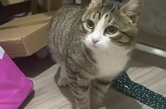 Найденные животные Красноуфимск, фото: Кошка найдена по Юбилейной, Красноуфимск