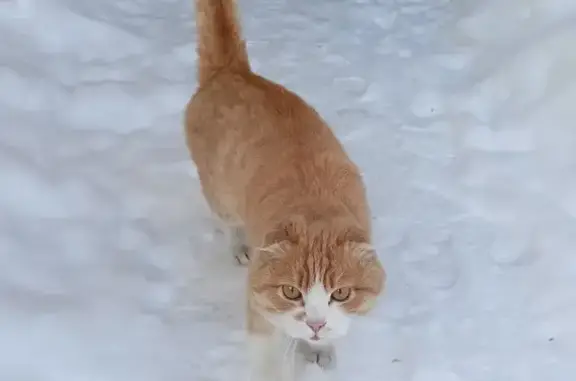 Найден рыжий кот, ул. Баумана, Томск