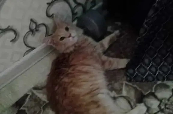 Кошка найдена у аэропорта Вологда, 2