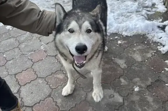 Собака найдена: ул. Герцена, 8, Калининград