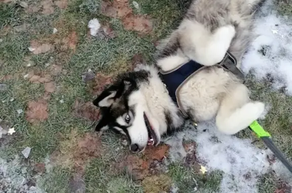 Хаски найден в Заволжье, Ярославская обл.