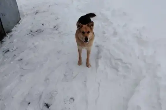 Найдена собака, , фото: Собака найдена: Поляки-Майданы 