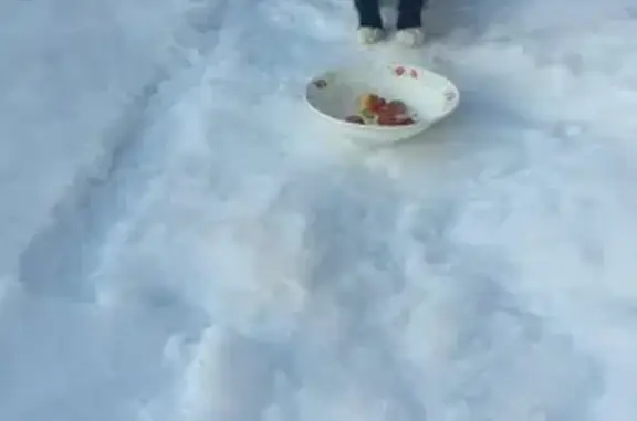 Найдена кошка, , фото: Кошка найдена: ул. В. Лоскутова, Янаул