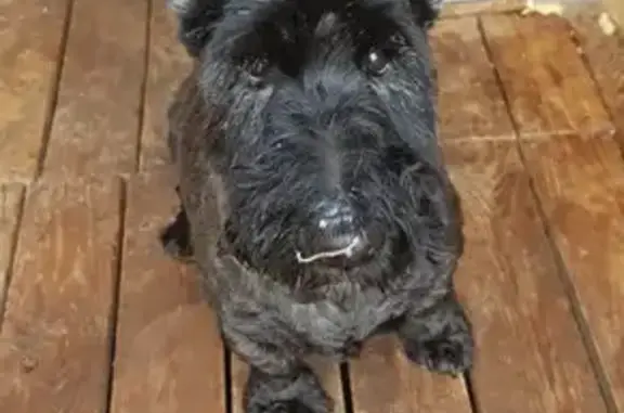 Собаки потеряшки, Липецк, фото: Потеряшка скотч-терьер, Арктическая, Липецк