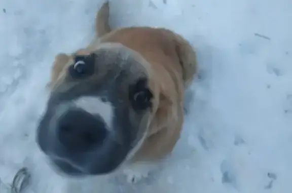 Собака найдена: пос. гидроузла им. Куйбышева