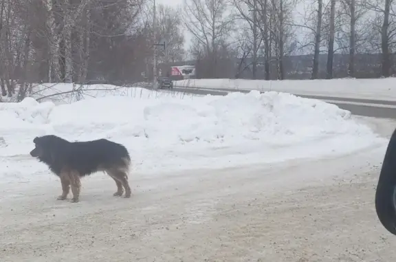 Собака найдена на Садовой ул., Зеленогорск