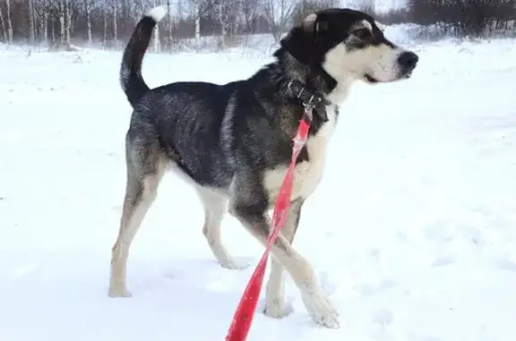 Пропала собака на Полевой 19А, Медведево