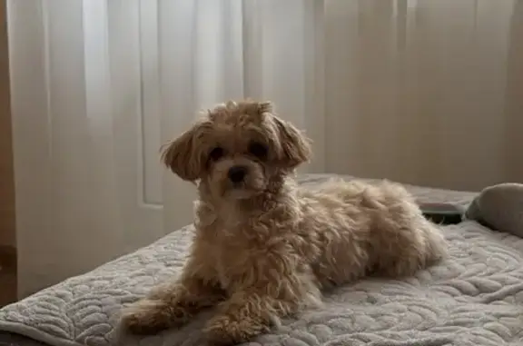 Собаки потеряшки, Липецк, фото: Потеряшка собака, Липецк, дом 25