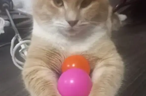 Объявления о пропавших и найденных животных, Ижевск, фото: Пропал кот, 9-я Подлесная ул., Ижевск