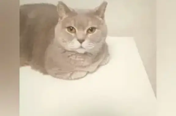 Кошки потеряшки, Кувшиново, фото: Потеряшка кошка, Сосновая ул. 9, Кувшиново