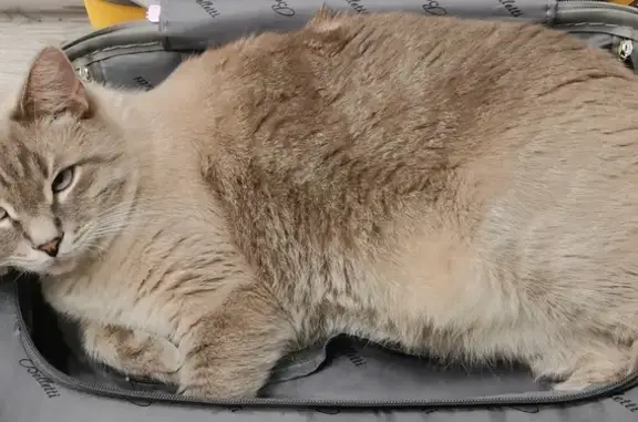 Кошки потеряшки, Калуга, фото: Потеряшка кошка, ул. Никитина 125В, Калуга