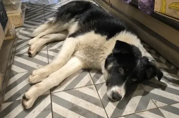 Найденные животные Казань, фото: Собака найдена: Сибирский тракт, 17, Казань