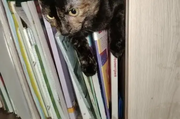 Кошки потеряшки, Иркутск, фото: Потеряшка кошка, Пржевальского 34, Иркутск