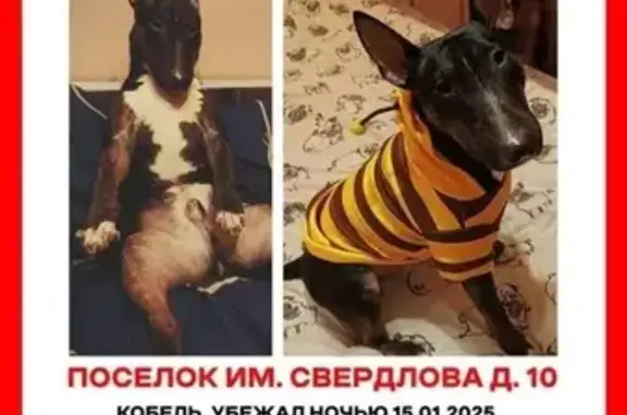 Собаки потеряшки, Советское городское поселение, фото: Потеряшка собака, чип 41К-438, Советское