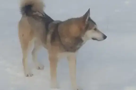 Собака найдена: Советская ул., 19