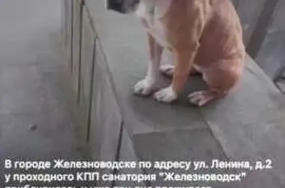 Найдена собака, Железноводск, фото: Собака найдена, ул. Ленина, Железноводск