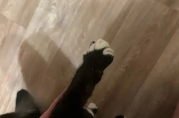 Кошка найдена на ул. Победы, Тамбов