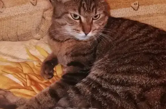 Найденные животные Великий Новгород, фото: Кошка найдена: Мининский пер., 3, Вел. Новгород