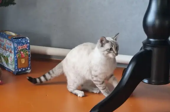 Кошка найдена: Чита, Октябрьский, д. 13