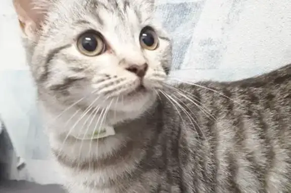 Кошки потеряшки, Уржум, фото: Потеряшка кошка, ул. Чернышевского, 25