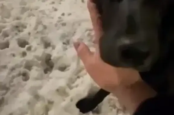 Найденные животные Казань, фото: Собака найдена на Вознесенском тракте