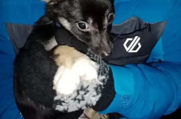 Найдена собака, , фото: Собака найдена: ул. 40 лет Победы, 32