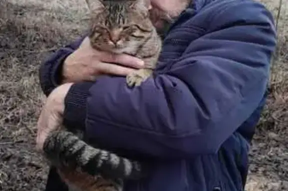 Пропала кошка, Бобров, Воронежская обл.
