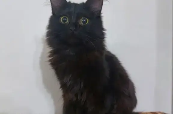 Найдена кошка, Волжск, фото: Кошка найдена: ул. Дружбы, 9, Волжск