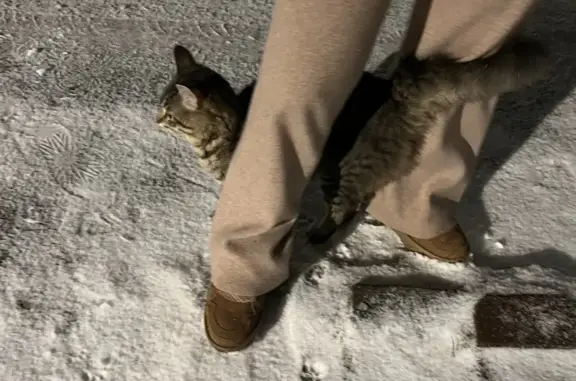 Найдена кошка, , фото: Кот найден: Коломна, пос. Кирова